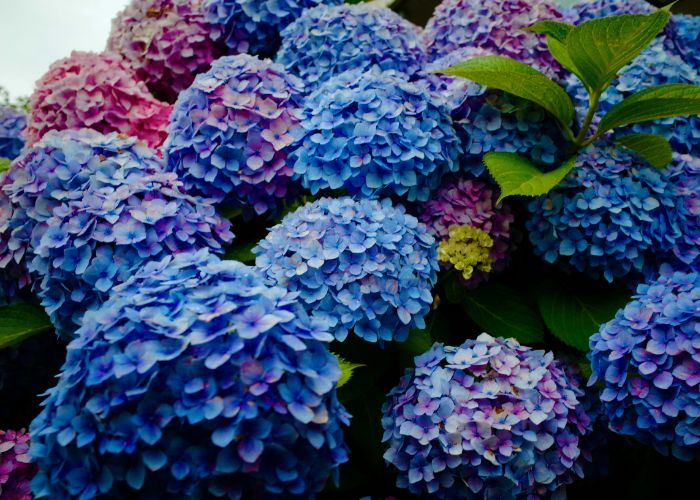 Brilliant blooms of hydrangeas in blue, purple, and pinks.